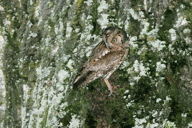 Otus scops