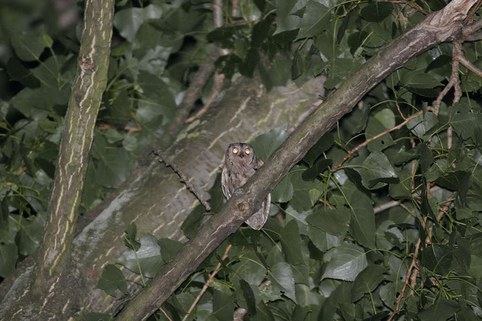 Otus scops