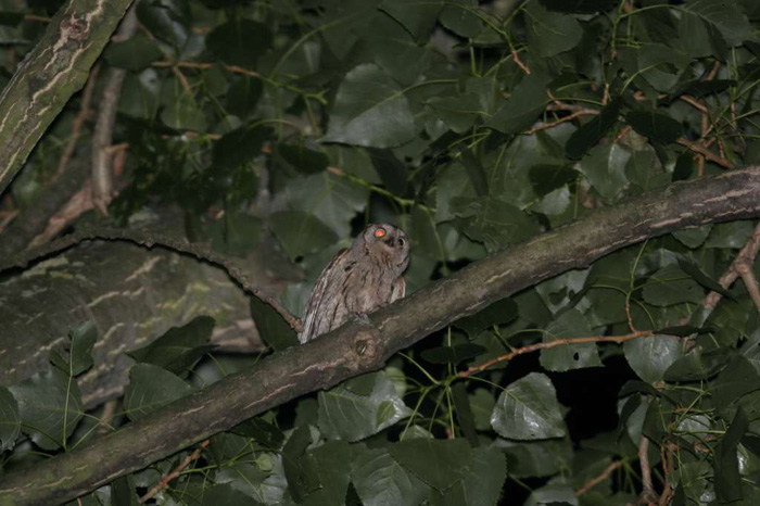 Otus scops