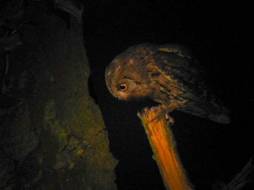 Otus scops