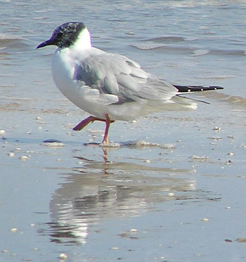 Larus philadelphia