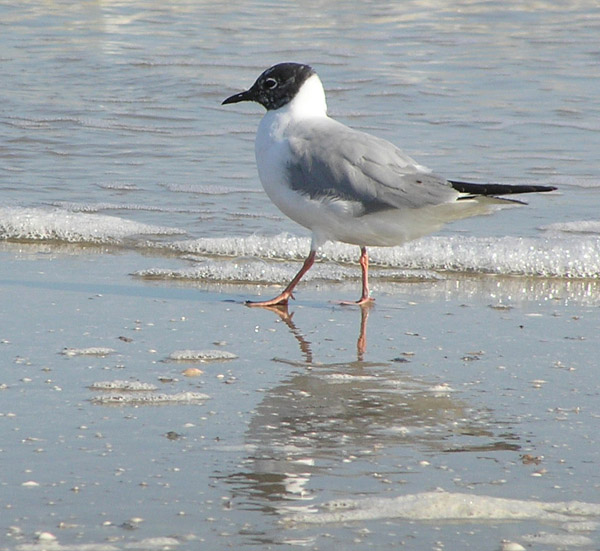 Larus philadelphia