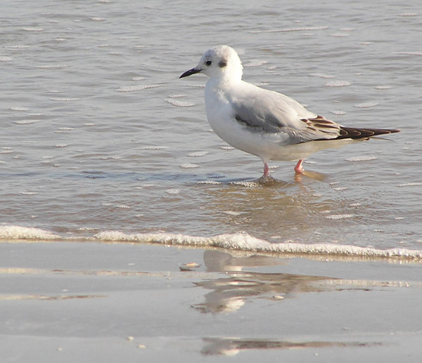 Larus philadelphia