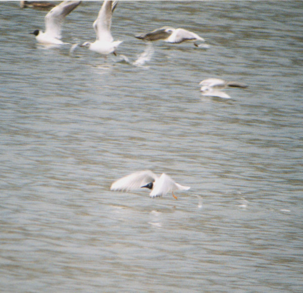 Larus philadelphia