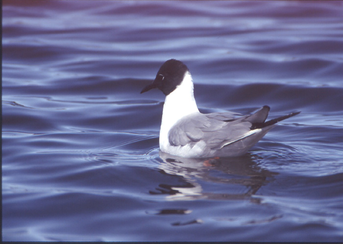 Larus philadelphia