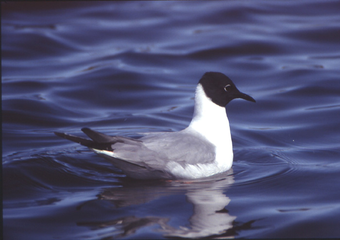 Larus philadelphia