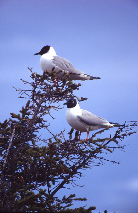 Larus philadelphia