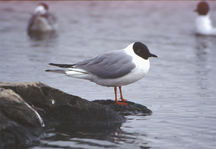 Larus philadelphia