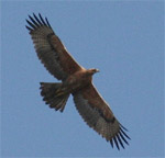 Bonelli's Eagle