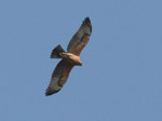 Bonelli's Eagle