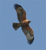 Bonelli's Eagle