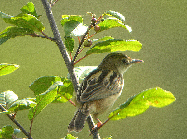 Cisticola