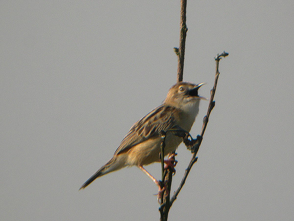 Cisticola