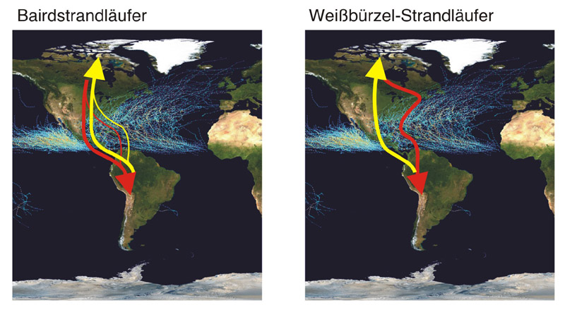 bairdii migration